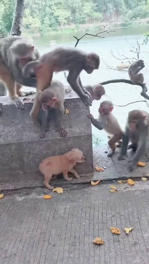 比特犬vs猴子视频直播，一场不该被围观的流量狂欢