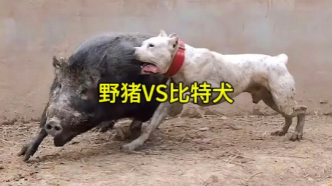 比特犬vs野猪视频直播,我盯着屏幕看了三小时,发现这事没那么简单 比特犬vs野猪视频直播,我盯着屏幕看了三小时,发现这事没那么简单